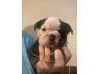 Bulldog Puppy for sale in Alamosa, CO, USA