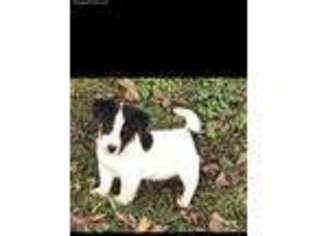 Jack Russell Terrier Puppy for sale in Nashville, NC, USA