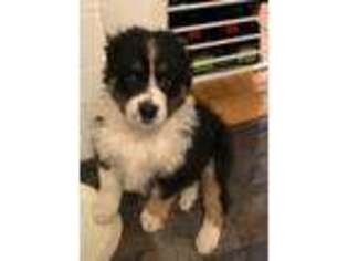 Australian Shepherd Puppy for sale in Manchester, NH, USA
