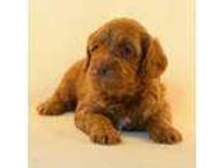 Labradoodle Puppy for sale in Brookings, OR, USA