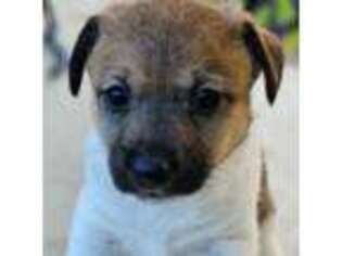 Jack Russell Terrier Puppy for sale in Boynton Beach, FL, USA