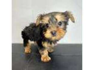 Yorkshire Terrier Puppy for sale in Barnstable, MA, USA