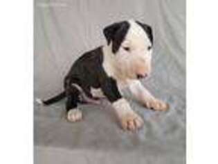 Bull Terrier Puppy for sale in Othello, WA, USA
