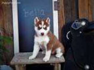 Siberian Husky Puppy for sale in Trinidad, CO, USA