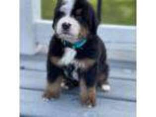 Bernese Mountain Dog Puppy for sale in Wewoka, OK, USA