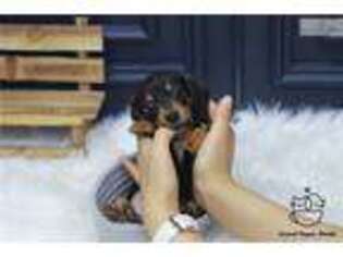 Dachshund Puppy for sale in Albany, NY, USA