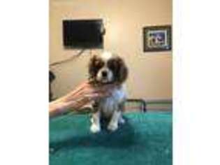 Cavalier King Charles Spaniel Puppy for sale in Clarkston, MI, USA