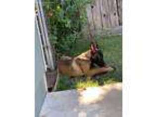 Belgian Malinois Puppy for sale in Fairfield, CA, USA