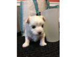 Maltese Puppy for sale in Scotts, MI, USA