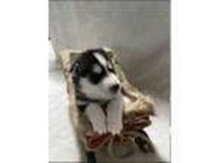 Siberian Husky Puppy for sale in Lynnwood, WA, USA