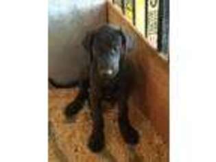 Great Dane Puppy for sale in Corning, CA, USA