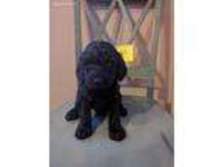 Labradoodle Puppy for sale in Hope, AR, USA