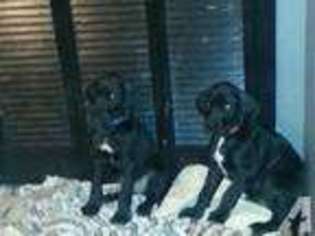 Great Dane Puppy for sale in TUPELO, MS, USA