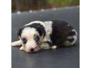Australian Shepherd Puppy for sale in Pearson, GA, USA