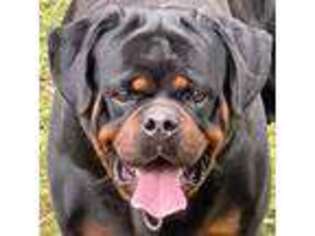 Rottweiler Puppy for sale in Fulton, NY, USA