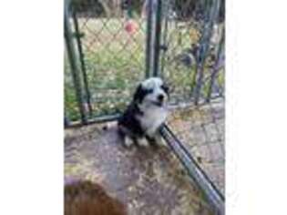 Miniature Australian Shepherd Puppy for sale in Griffin, GA, USA