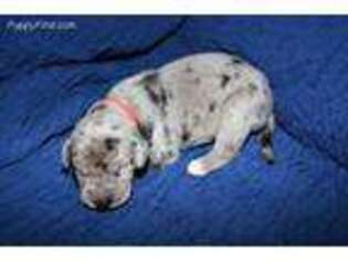 Great Dane Puppy for sale in Bryan, OH, USA