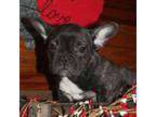 French Bulldog Puppy for sale in Wickliffe, KY, USA