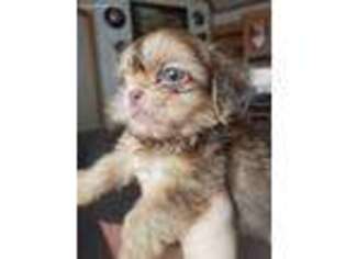 Mutt Puppy for sale in Max Meadows, VA, USA