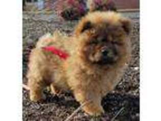 Chow Chow Puppy for sale in Salem, OR, USA