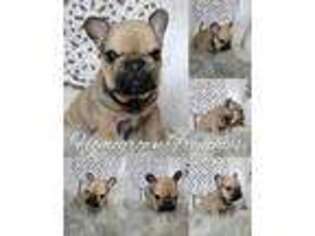 French Bulldog Puppy for sale in Evansville, IN, USA