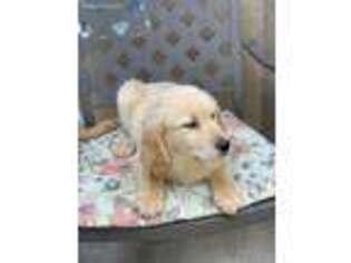 Golden Retriever Puppy for sale in Fresno, CA, USA