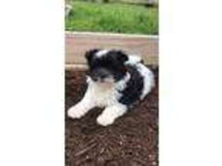 Maltipom Puppy for sale in Shawnee, OK, USA