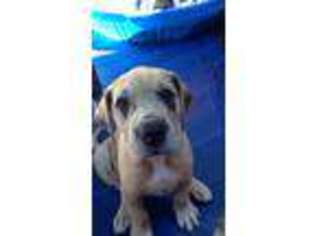Great Dane Puppy for sale in Onalaska, WI, USA