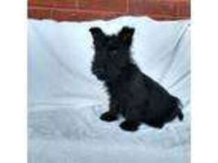 Scottish Terrier Puppy for sale in Richmond, VA, USA