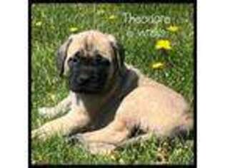 Mastiff Puppy for sale in Fredericktown, OH, USA