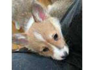 Pembroke Welsh Corgi Puppy for sale in Fairfield, OH, USA