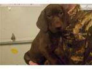 German Shorthaired Pointer Puppy for sale in Columbus, OH, USA