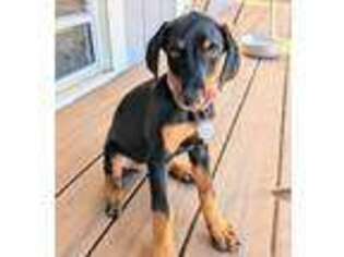 Doberman Pinscher Puppy for sale in Kent, WA, USA