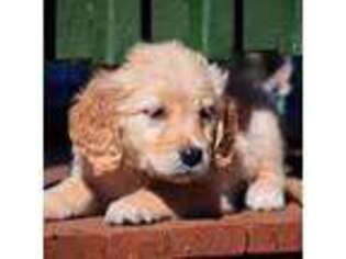 Golden Retriever Puppy for sale in Peru, ME, USA