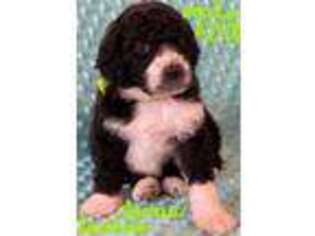 Mutt Puppy for sale in Soldotna, AK, USA