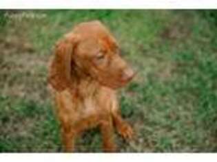 Vizsla Puppy for sale in Atwater, CA, USA
