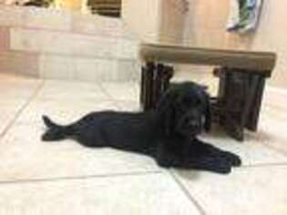 Labradoodle Puppy for sale in Fallon, NV, USA
