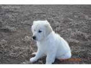 Mutt Puppy for sale in Fairfield, MT, USA