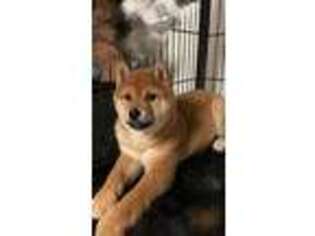Shiba Inu Puppy for sale in Lake Forest, CA, USA