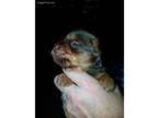Yorkshire Terrier Puppy for sale in Rainier, WA, USA