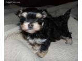 Yorkshire Terrier Puppy for sale in Bothell, WA, USA
