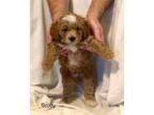 Cavapoo Puppy for sale in Meridian, MS, USA
