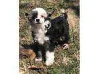 Chinese Crested Puppy for sale in Noel, MO, USA
