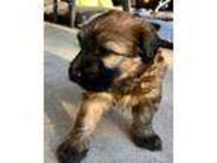 Soft Coated Wheaten Terrier Puppy for sale in Cedar Hill, TX, USA