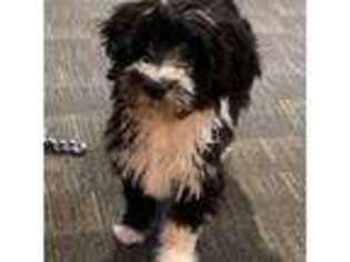 Portuguese Water Dog Puppy for sale in Indianapolis, IN, USA