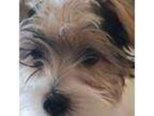 Yorkshire Terrier Puppy for sale in Casa Grande, AZ, USA