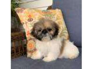 Shinese Puppy for sale in Shipshewana, IN, USA