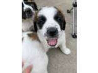 Saint Bernard Puppy for sale in Ankeny, IA, USA