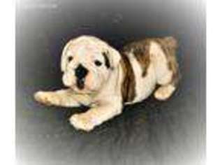 Bulldog Puppy for sale in Surprise, AZ, USA