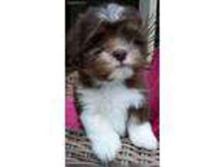 Havanese Puppy for sale in Sorrento, FL, USA